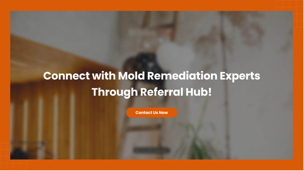 Connect with Mold Remediation Experts