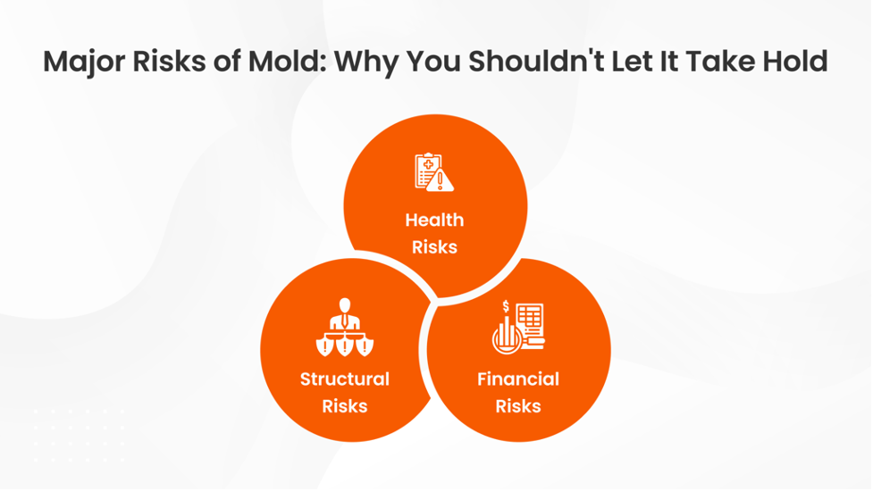 Major Risks of Mold