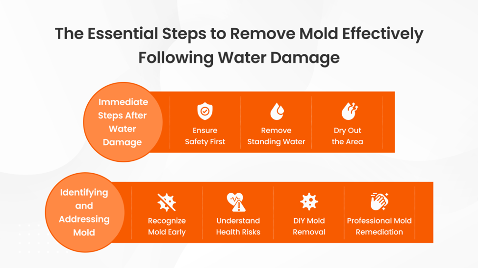 The Essential Steps to Remove Mold Effectively