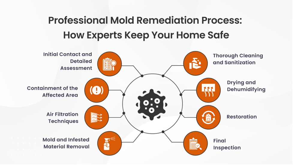 Professional Mold Remediation Process