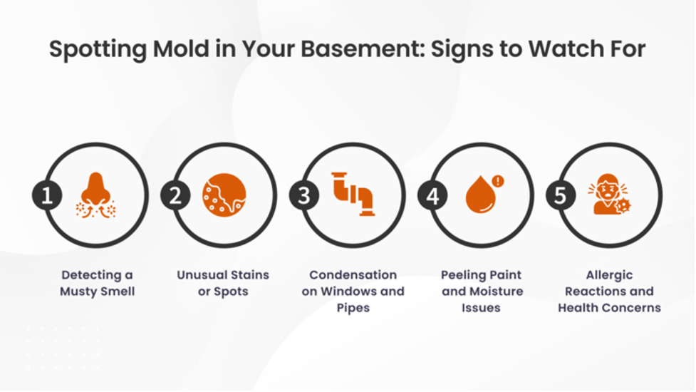 Spotting Mold in Your Basement